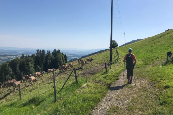 Familienwanderung durch eine Drumlinlandschaft