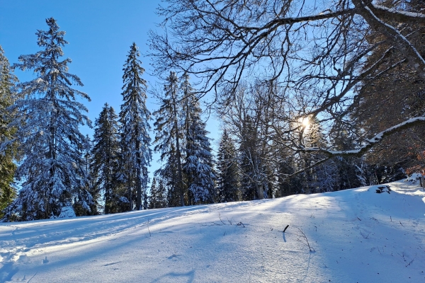 In den Freibergen