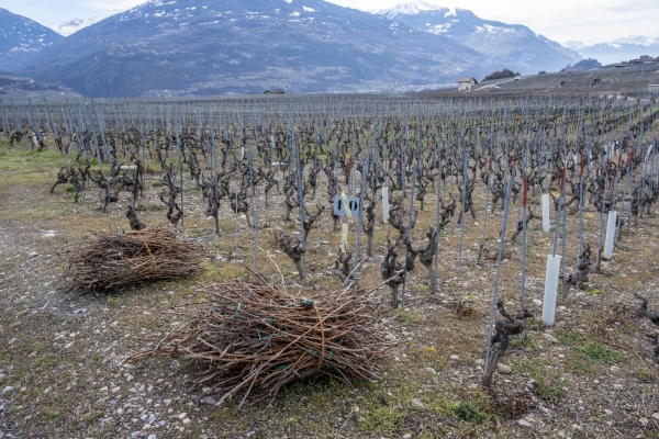 Le long du bisse de Clavau près de Sion