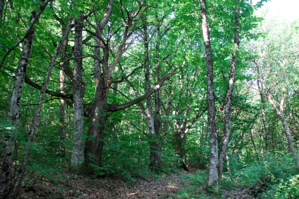 Sentiero del Castagno, Malcantone