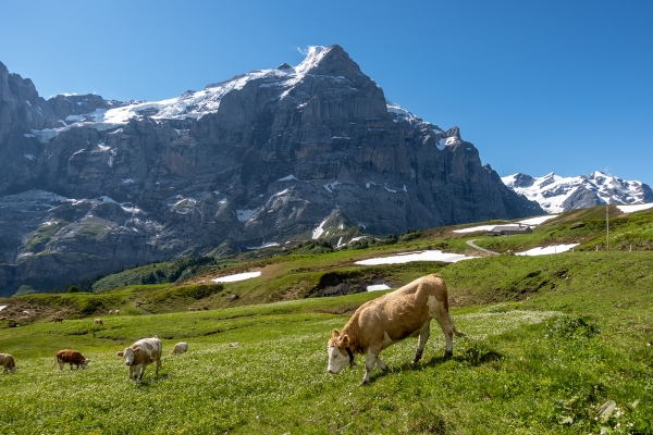 D’alpage en alpage dans la vallée de Rychenbach