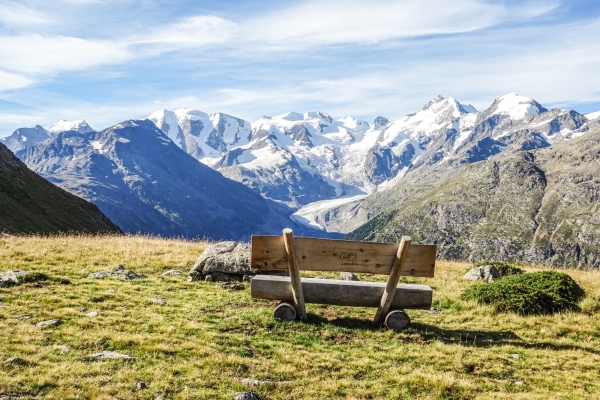 Pavot des Alpes et bouquetins