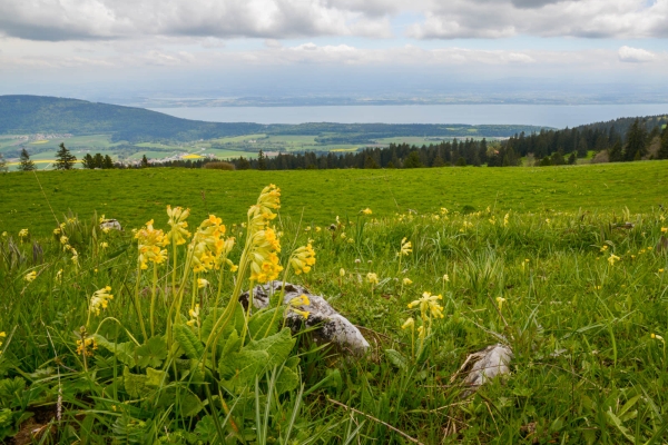 Berglandwirtschaft im Neuenburger Jura