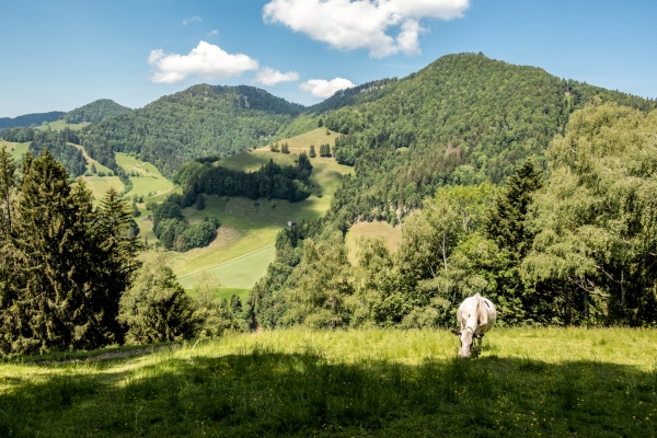 Par monts et vallées dans le Tössbergland 