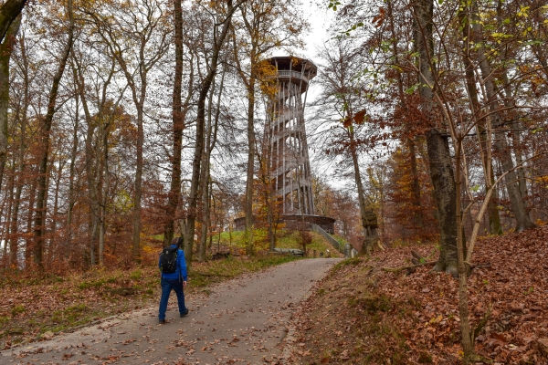 Dans la forêt du Jorat