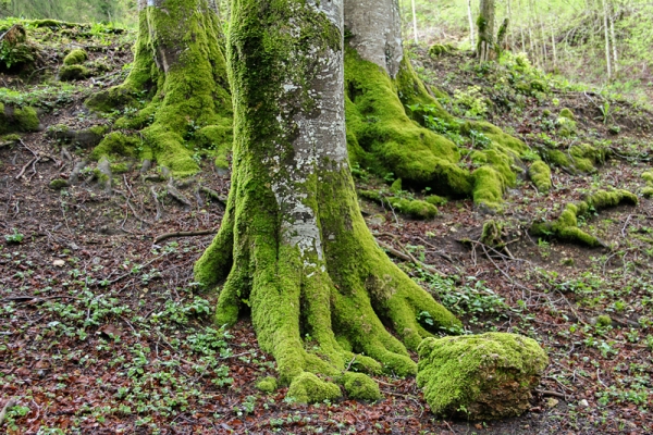 Druidinnenfelsen bei Bourrignon JU