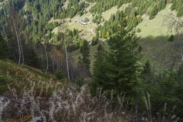 Windwurfflächen in der Surselva