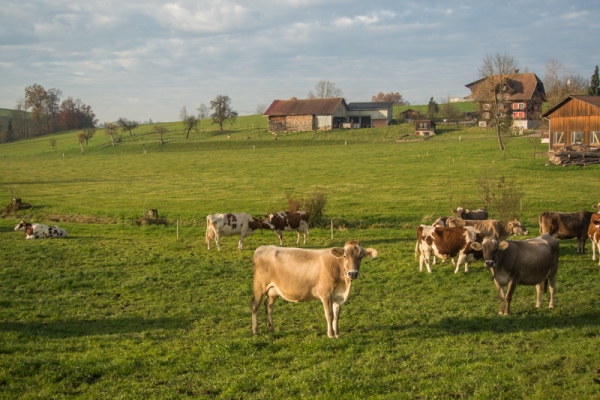 Au crépuscule dans l’arrière-pays