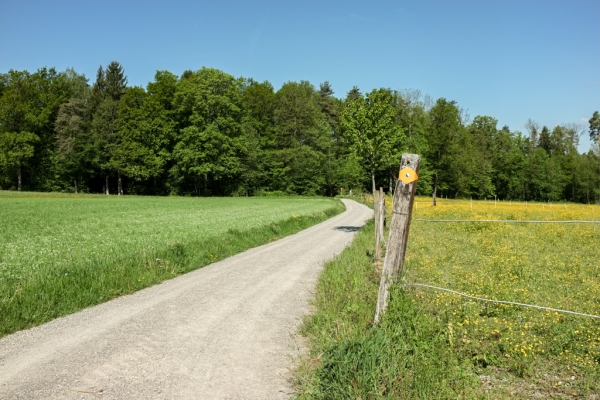 Der Elefant im Tobel