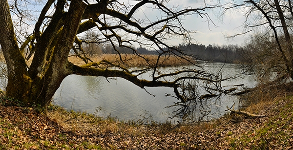 Safari hivernal aux oiseaux