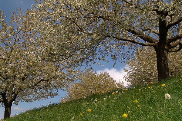 Zoug, pays des cerises