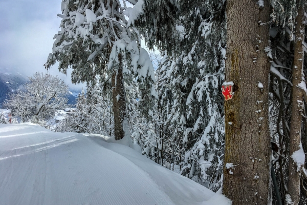 Durch den Zauberwald unter dem Ortstock GL