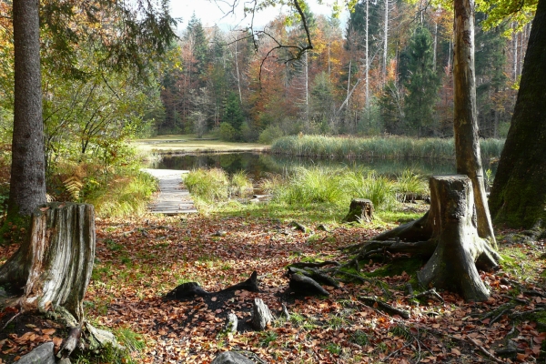 Ruhige Insel im Chernwald