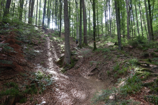 Aussichtsreiche Buchsi- und Wynigenberge