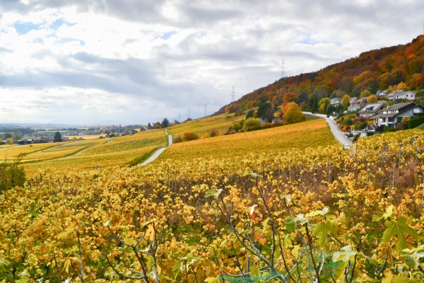 De Gimel au vignoble de La Côte