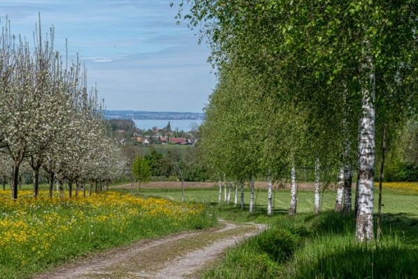 Wie die Mosterei Äpfel zu Saft macht