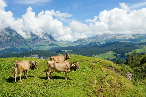 Zwischen Bisistal und Muotatal