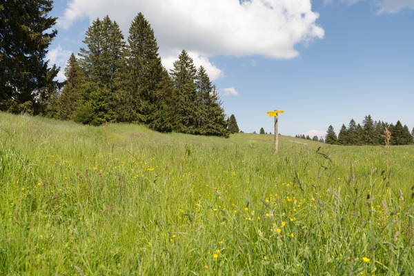 Dem Absinth auf der Spur im Val de Travers