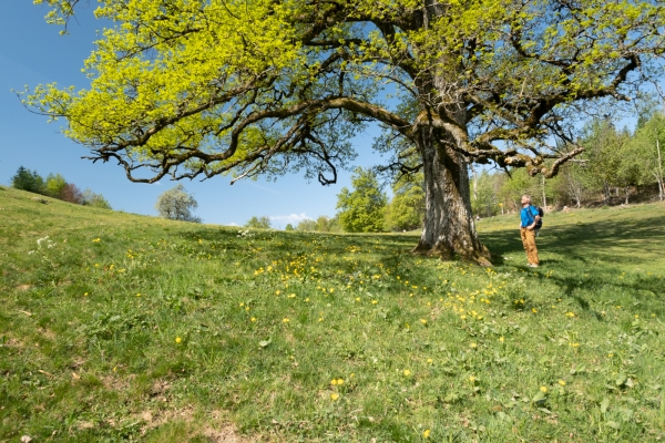 Dall’Altopiano vodese al Lavaux