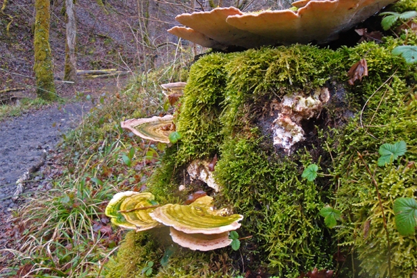 Traces de castor dans le vallon de l’Allondon