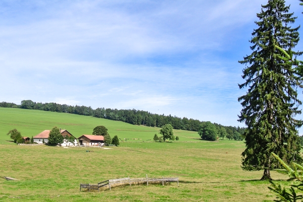 Teiche und Pferdeweiden in den Freibergen