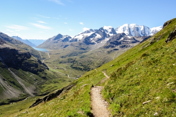 Pavot des Alpes et bouquetins