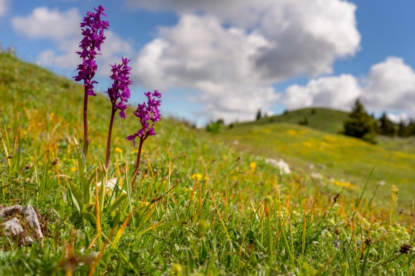 Die Trockenmauern des Mont Tendre