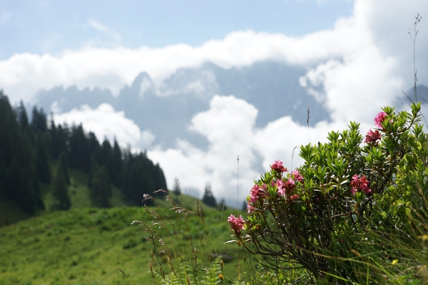 Panoramaweg zur Grossen Scheidegg