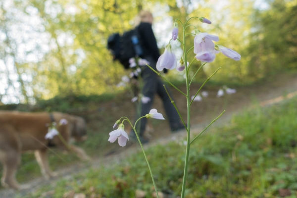 Frühling neben den Flüssen 