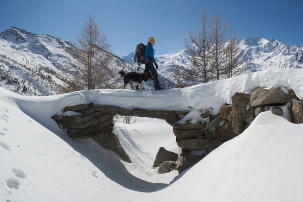 Les vieux mélèzes de la vallée de Saas