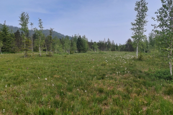 Zwischen Emmental und Berner Oberland