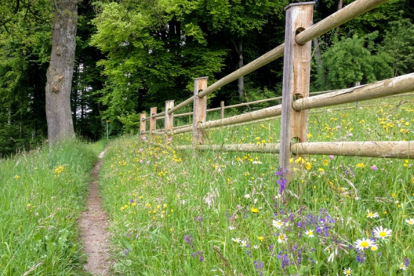 Sur le Chemin des préalpes fribourgeoises