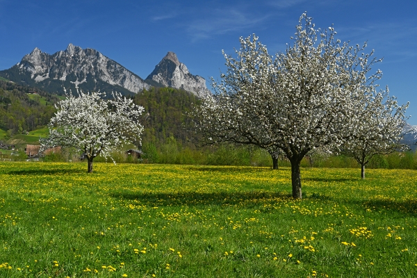 Blütenreicher Aufstieg zum Wildspitz