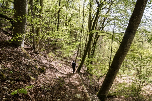 Durchs Kirschblütenland von Gempen nach Liestal