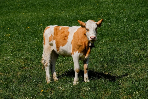 Einheimische Baukultur im Niedersimmental