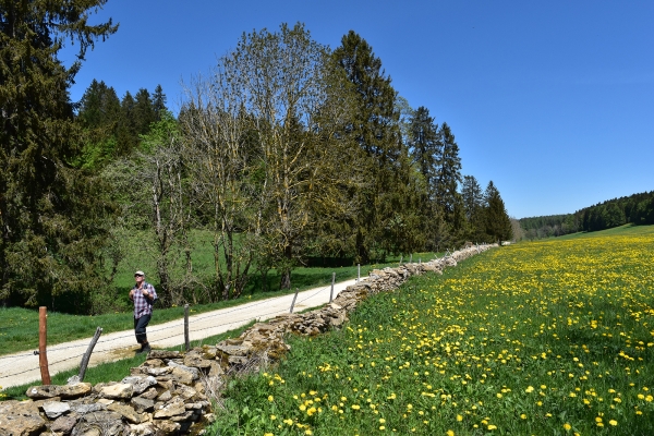 Paysages des Franches Montagnes