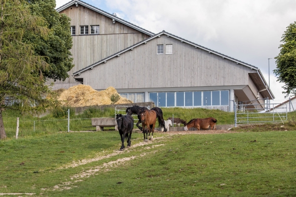 Homes pour vieux chevaux