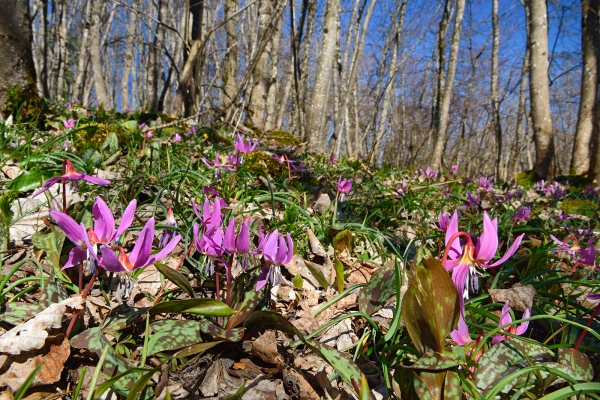 Blumenpracht auf dem Vuache-Rücken