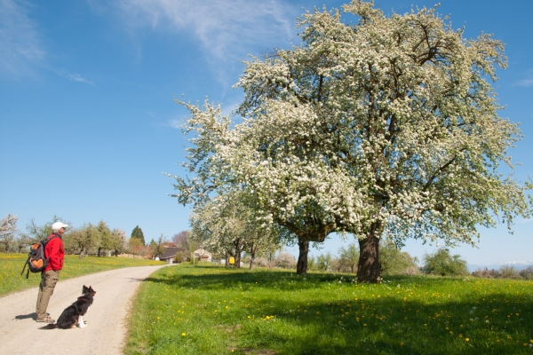 Le printemps sur le Seerücken