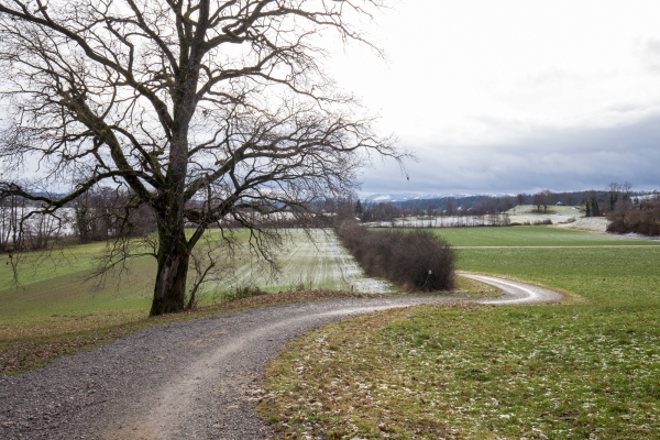 Promenade hivernale au lac de Greifen