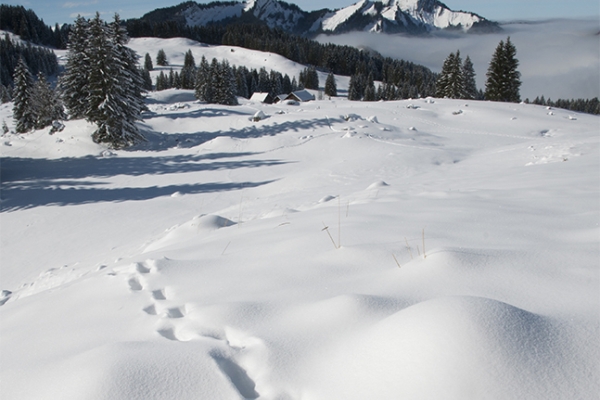 Verschneites Appenzell