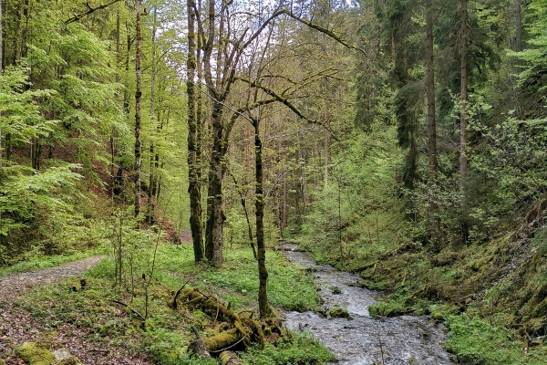 Una gola selvaggia nelle Franches-Montagnes