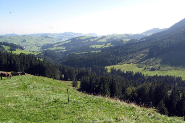 Là-haut, près des chèvres