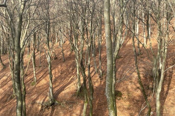 Den Frühling besuchen am Monte Generoso