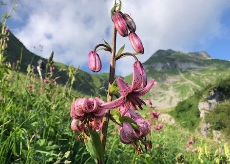 Türkenbundlilien im Obwaldner Gstrüpf