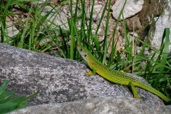 Smaragdeidechsen im Kastanienwald