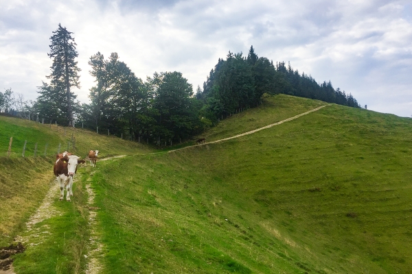 Sur le sentier frontalier du Napf 2