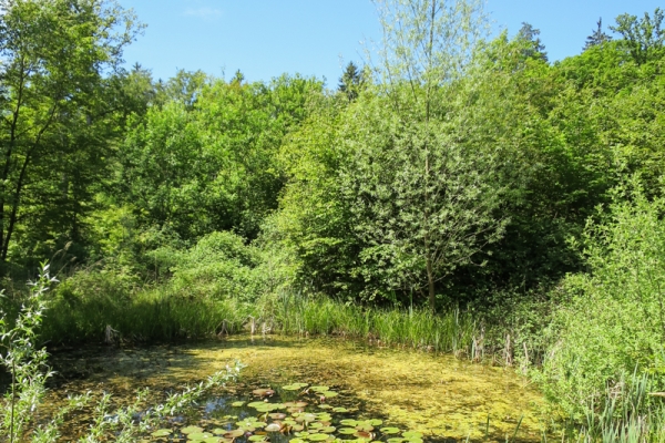 Wildes Kleinod am Wannenberg