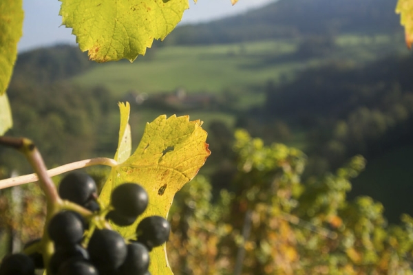 Vom Schwarzbubenland an die Birs