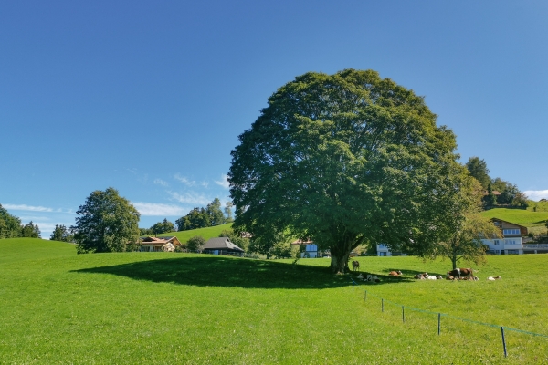 Malerisches Wandern über dem Thunersee